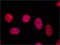 Monoclonal Anti-TRF1 antibody produced in mouse 