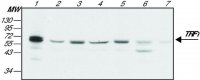 Monoclonal Anti-TRF1 antibody produced in mouse 