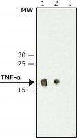 Monoclonal Anti-Tumor Necrosis Factor- antibody produced in hamster 