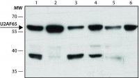 Monoclonal Anti-U2AF65 antibody produced in mouse 