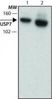Monoclonal Anti-USP7 antibody produced in rat 