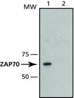 Monoclonal Anti-ZAP-70 antibody produced in mouse 