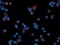 Duolink® In Situ Detection Reagents Red