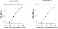 Human MICB ELISA Kit RAB0359-1KT