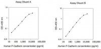 Human P-Cadherin ELISA Kit RAB0089-1KT