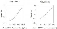 Mouse IGFBP-6 ELISA Kit RAB0241-1KT