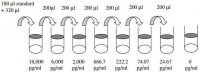 Rat MCP-1 / CCL2 ELISA Kit RAB0058-1KT