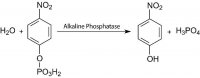 Phosphatase substrate P5744-25CAP