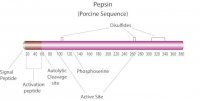 Pepsin from porcine gastric mucosa 77161-100G