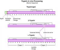 Trypsin from bovine pancreas 