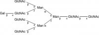 SILu�Carb Glycan Standard 13C Tetraantennary A4G1c 