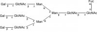 SILu�Carb Glycan Standard 13C Triantennary G3F 