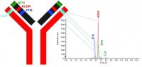 SILu�MAb Trastuzumab Stable-Isotope Labeled Monoclonal Antibody 