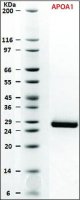 SILu�Prot APOA1, Apolipoprotein A-1 human 