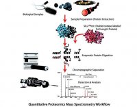 SILu�Prot MAPK1 Mitogen Activated Protein Kinase 1 human 