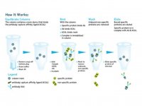 Catch and Release® v2.0 Reversible Immunoprecipitation System