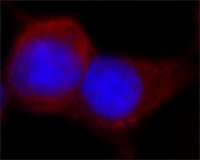 ANTI-FLAG� antibody produced in rabbit F7425-.2MG