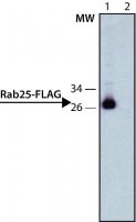 ANTI-FLAG� antibody, Rat monoclonal SAB4200071-200UL