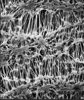 ������, ���������, d ��� 1,0 ���, d �������� 90 ��, 50 ��. Merck (Millipore) FALP09050